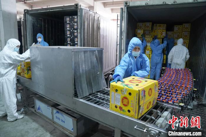 资料图：广西凭祥市中国—东盟(凭祥)水果城内，工作人员将水果送入消毒机消毒。　陈冠言 摄