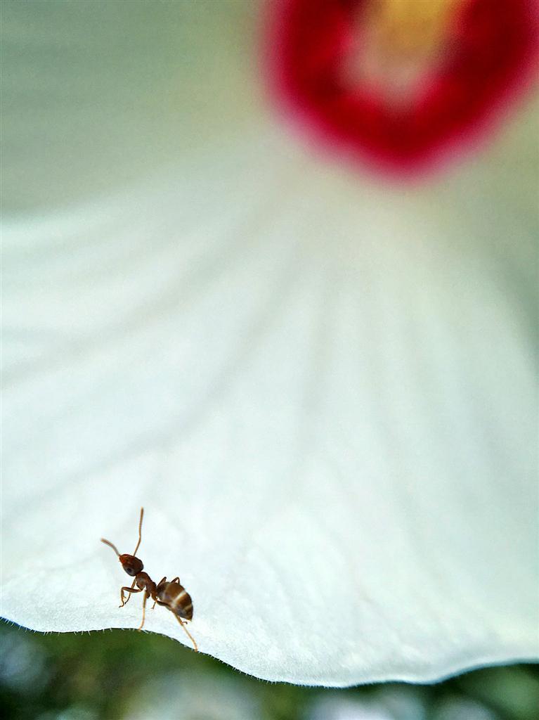 他给人面蜘蛛拍艺术照 昆虫摄影师让人爱上小虫子
