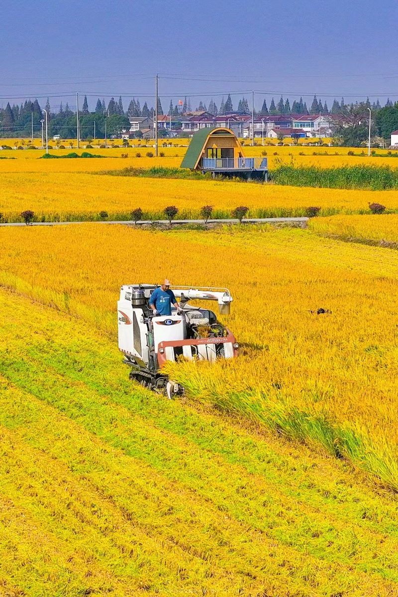 丰收景象图片大全,五谷丰登美景图_大山谷图库